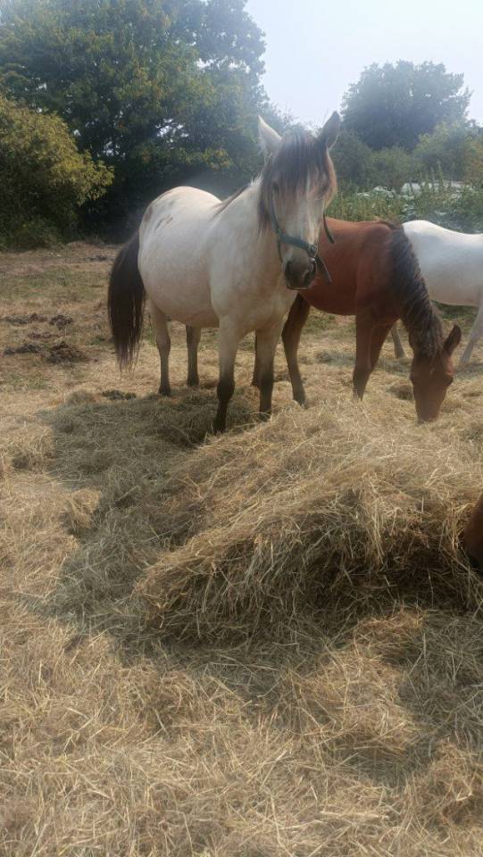 Poney