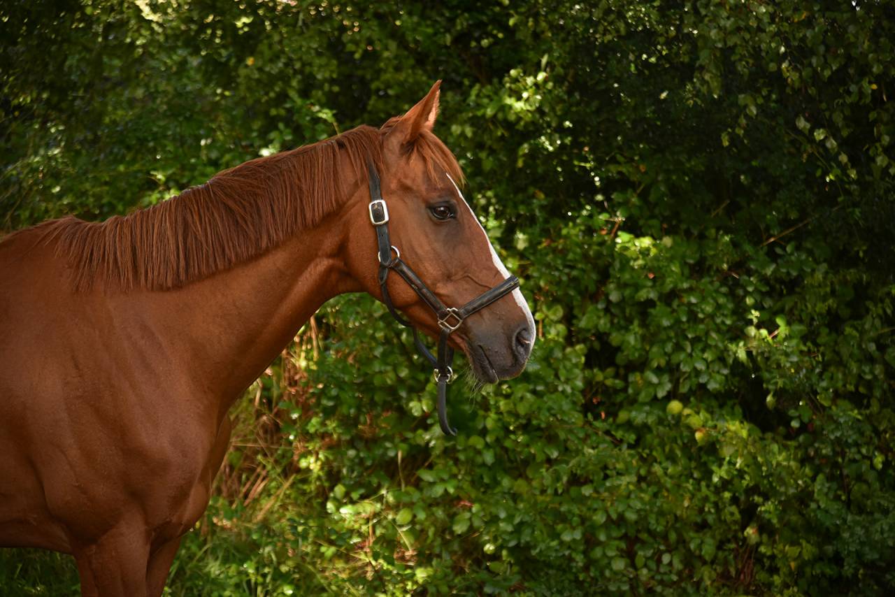 SF 12 ans orienté CCE