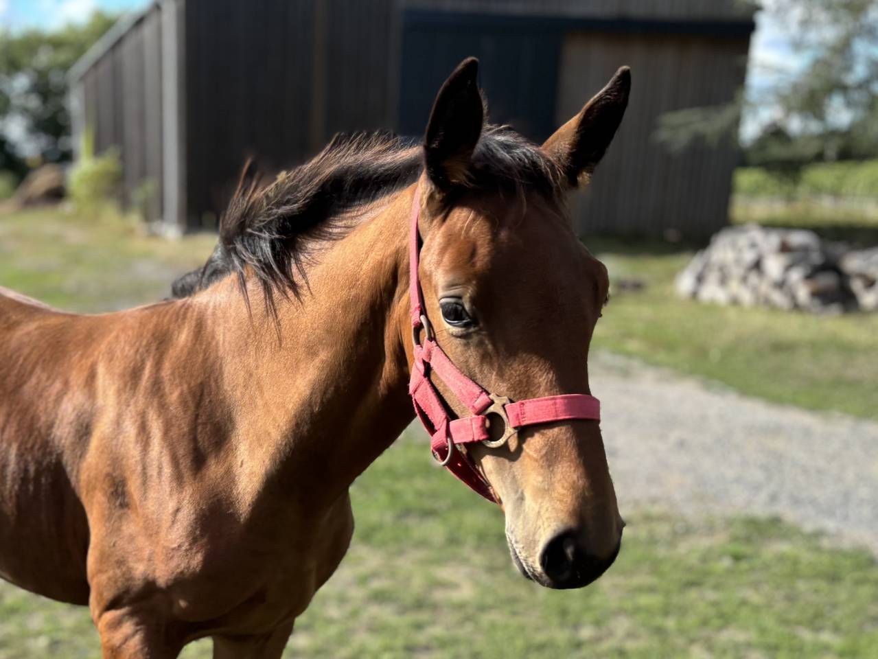 Foal Selle Français