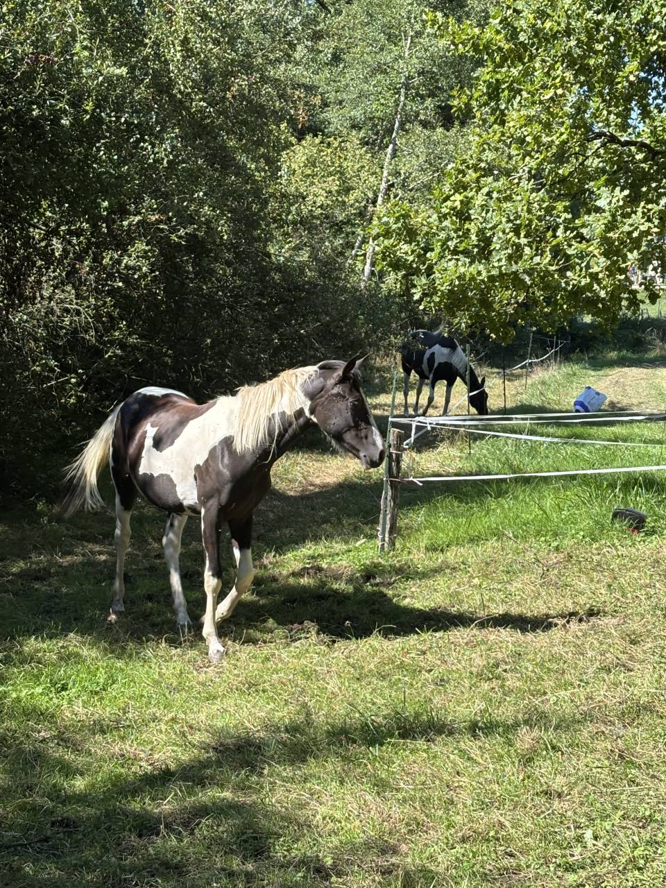 Pouliche 1 an 