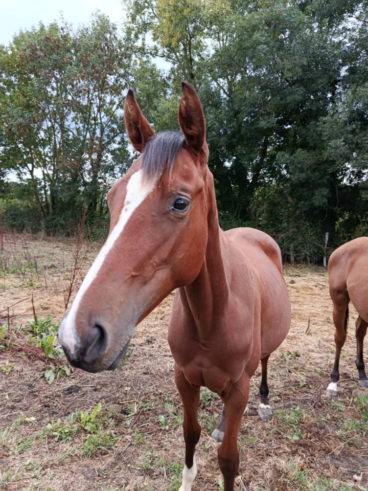 Pouliche par I am Semilly