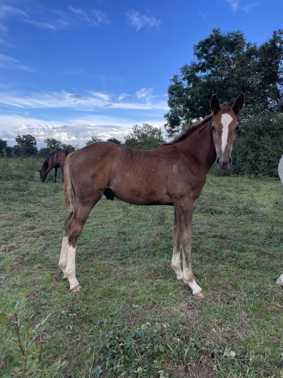 Poulain Mâle par I am Semilly