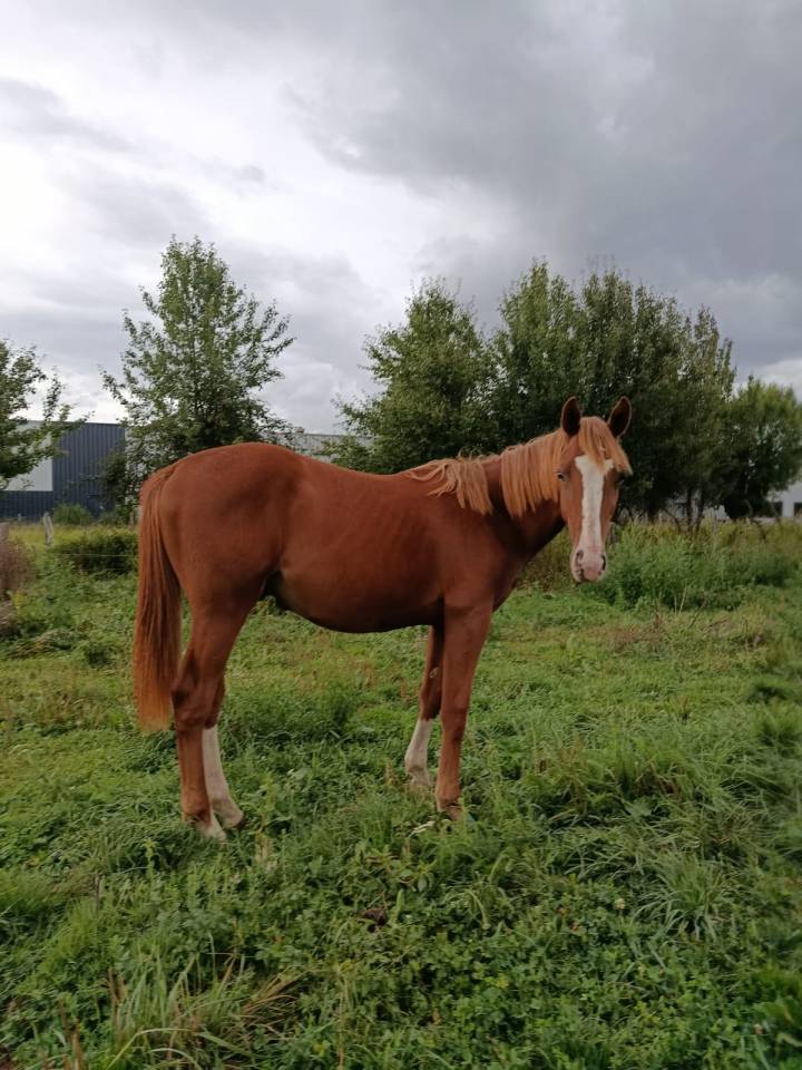 Orion de la Babette