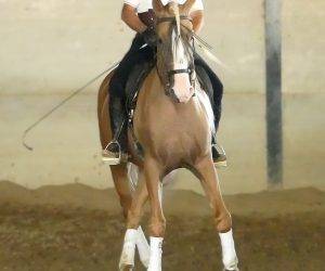 BAMBOO : Solide, gentil et fiable