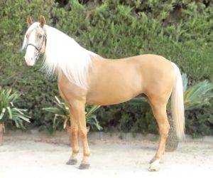 BAMBOO : Solide, gentil et fiable