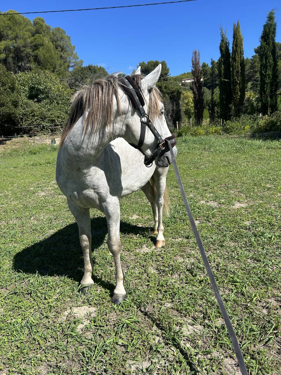Poulain Camargue ONC 