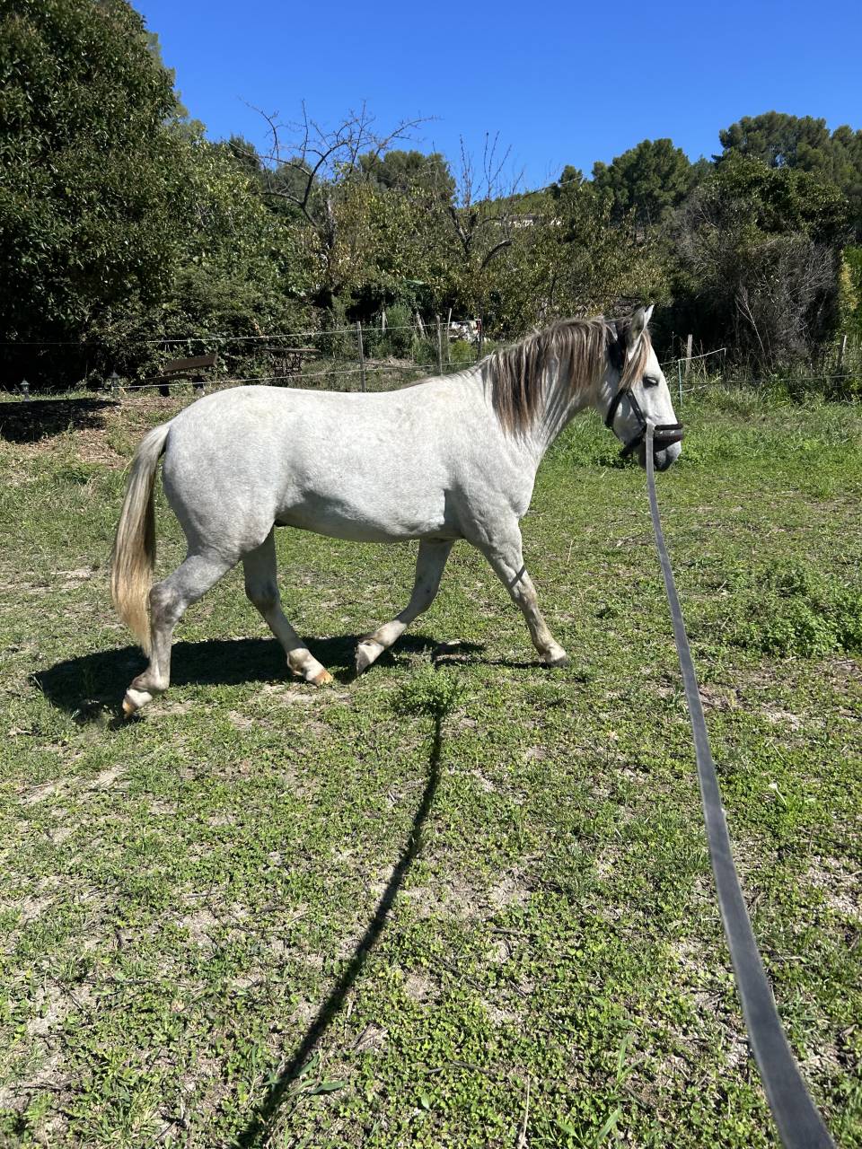 Poulain Camargue ONC 