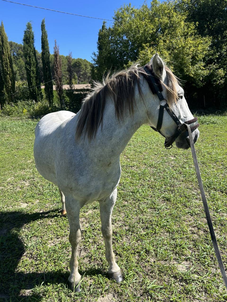 Poulain Camargue ONC 
