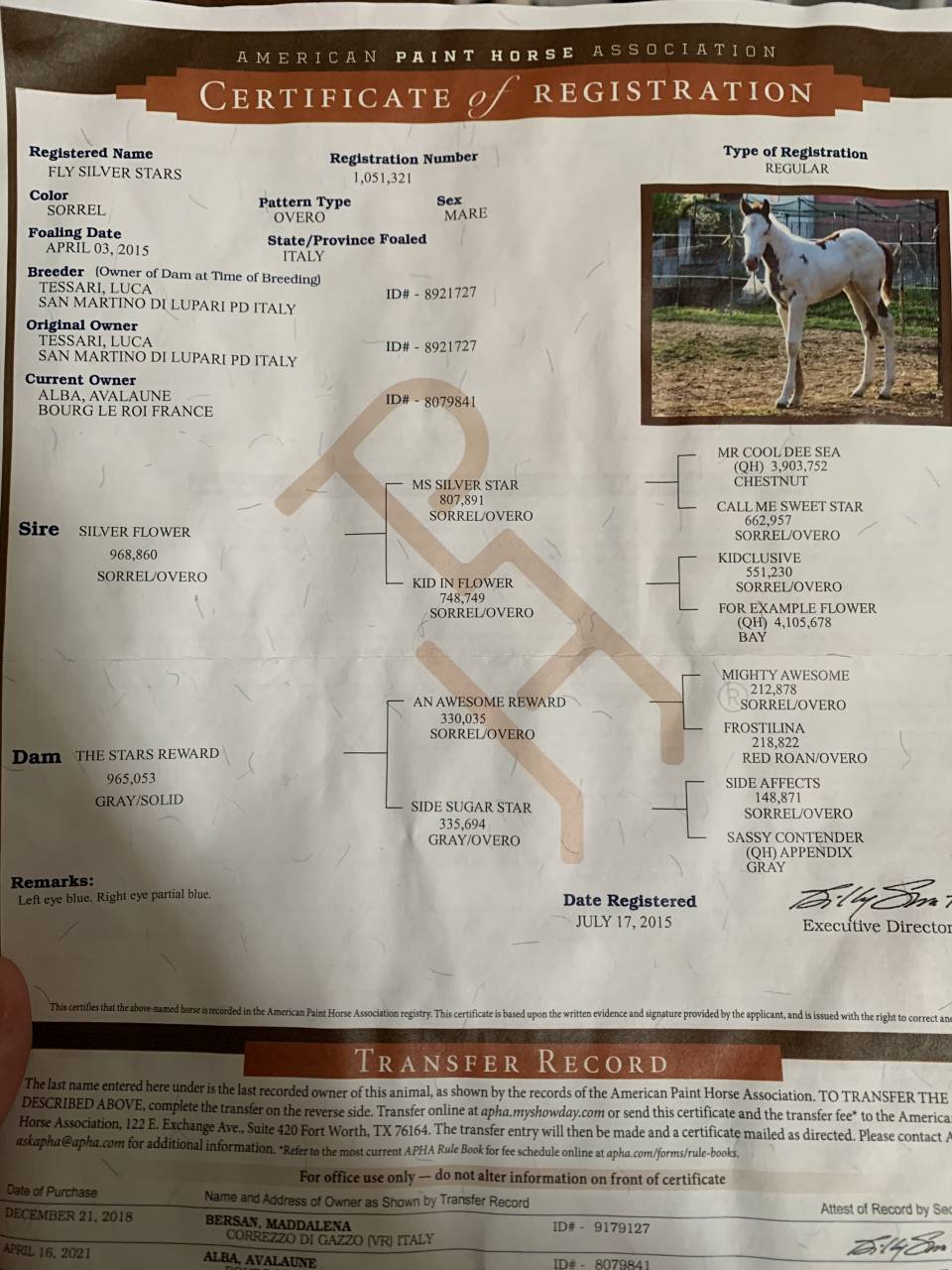 vend magnifique jument paint horse 10 ans