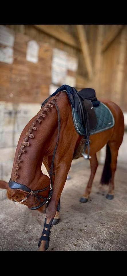 Vends Poney OC 6 ans