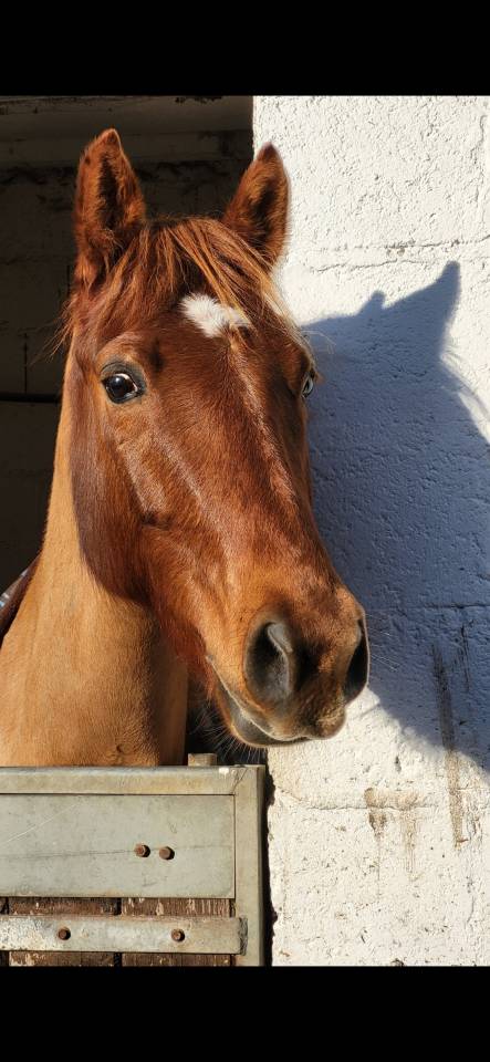 Vends Poney OC 6 ans