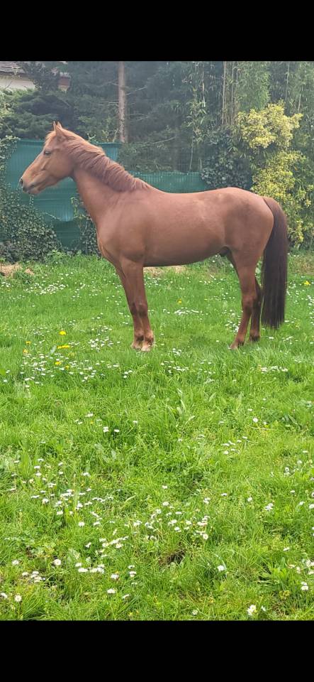 Vends Poney OC 6 ans