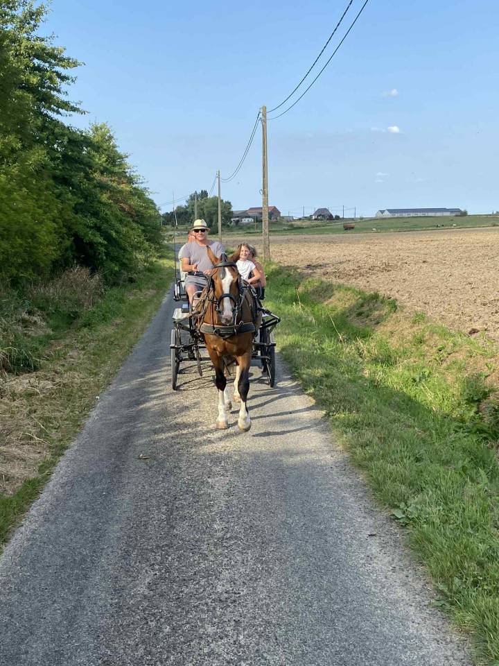 Franche montagne 3 ans 