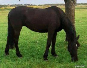 Vend ou échange Pouliche espagnole