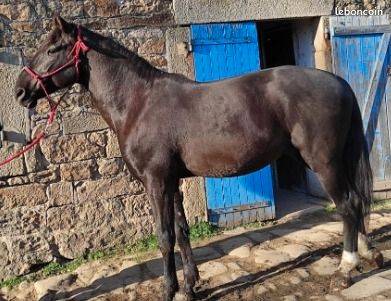 Vend ou échange Pouliche espagnole