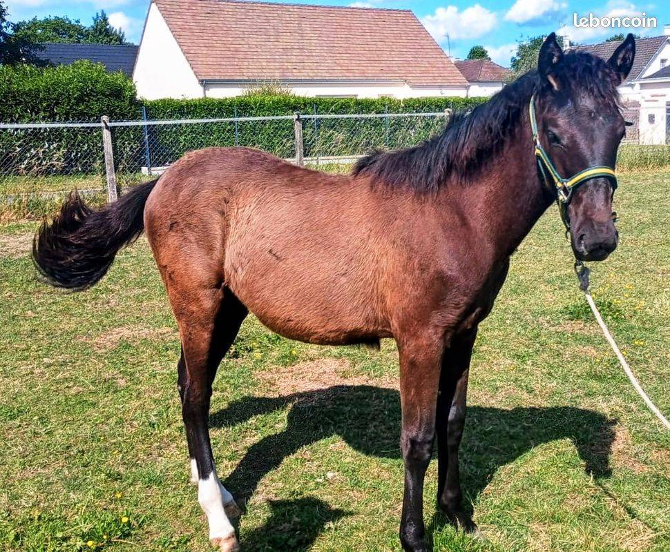 Vend ou échange Pouliche espagnole