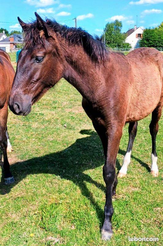 Vend ou échange Pouliche espagnole