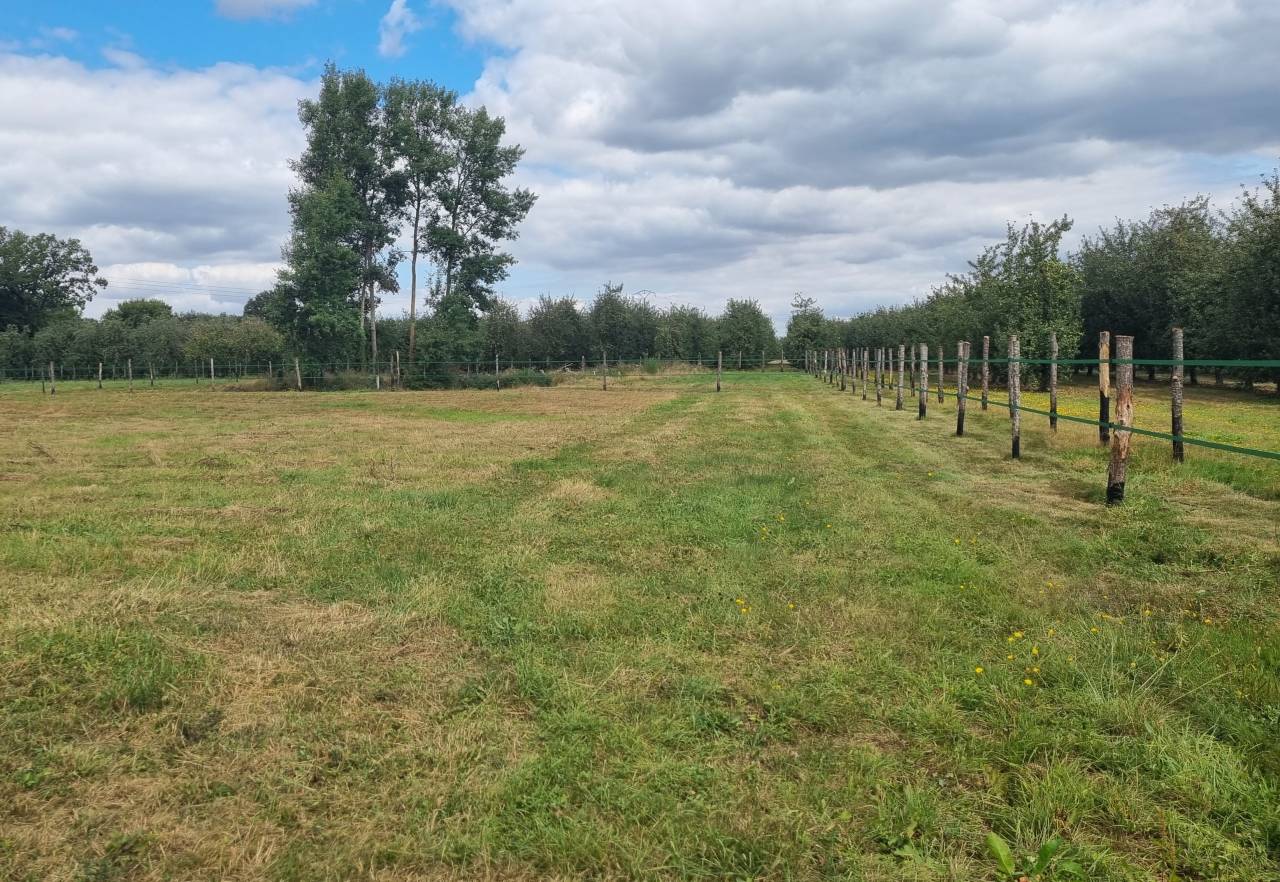 Pension pré chevaux et poneys - Le Noyer-en-Ouche (27)