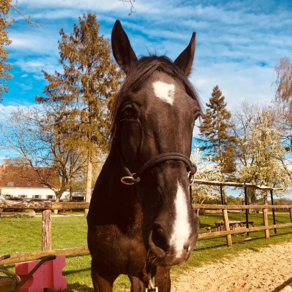 Tempo du douet - A vendre trotteur français 