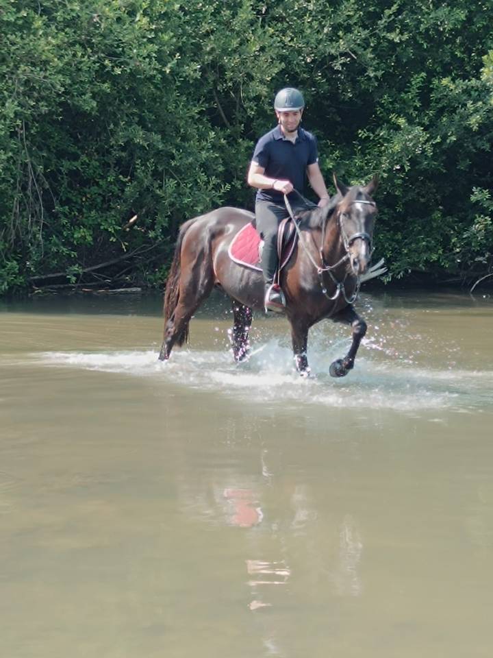 Tempo du douet - A vendre trotteur français 