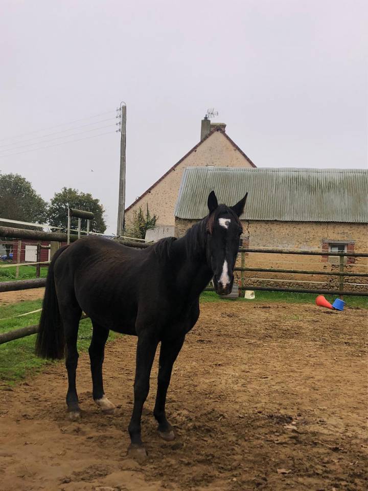 Tempo du douet - A vendre trotteur français 