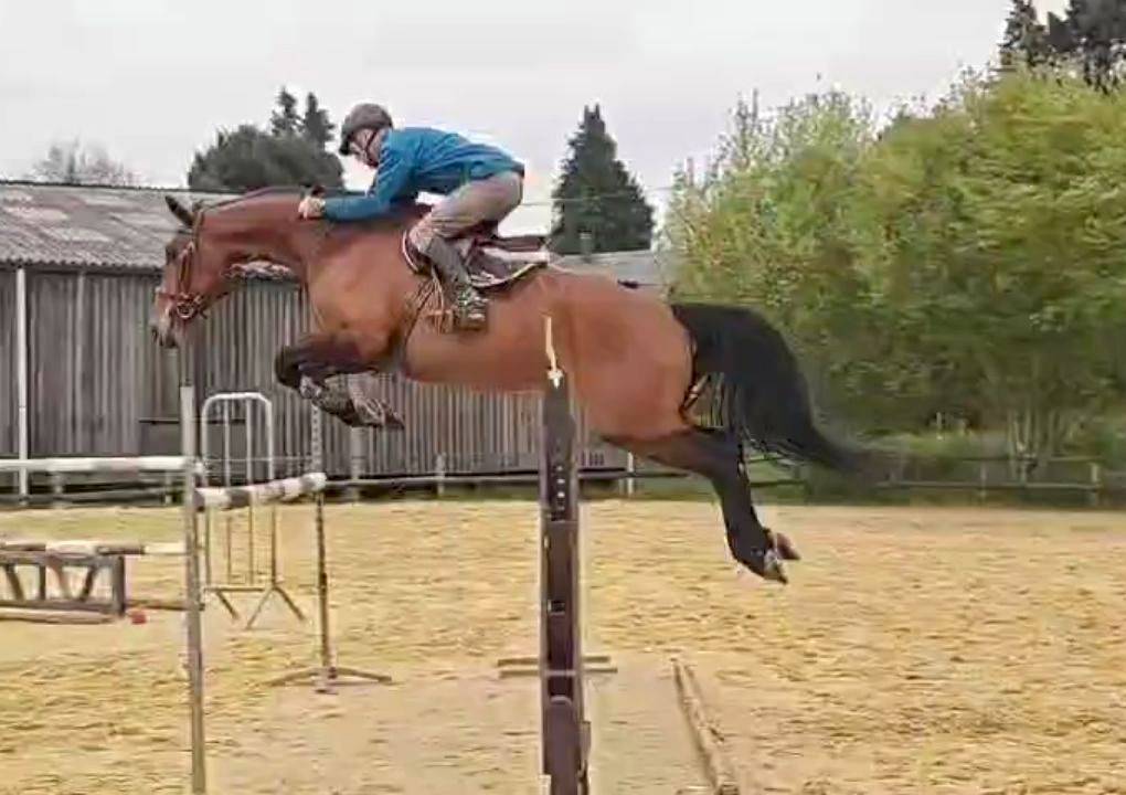 Jument CSO 7 ans, mental, force, equilibre