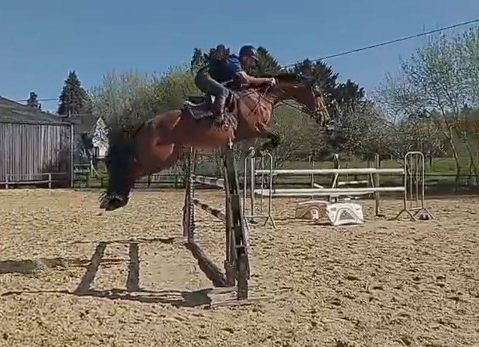 Jument CSO 7 ans, mental, force, equilibre