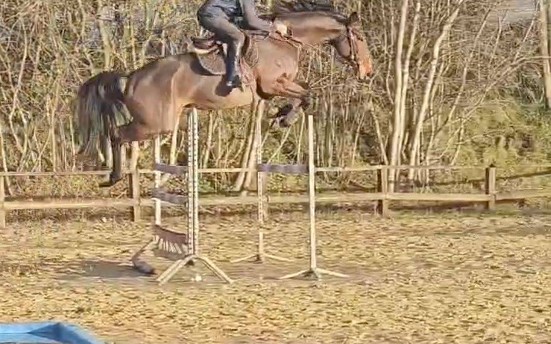 Jument CSO 7 ans, mental, force, equilibre