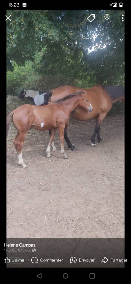 Poulain onc