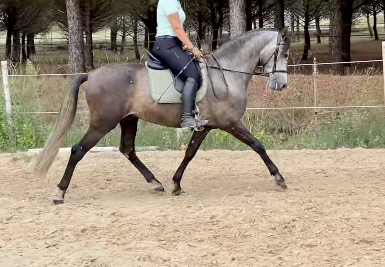 Hongre PRE 5 ans - transport possible