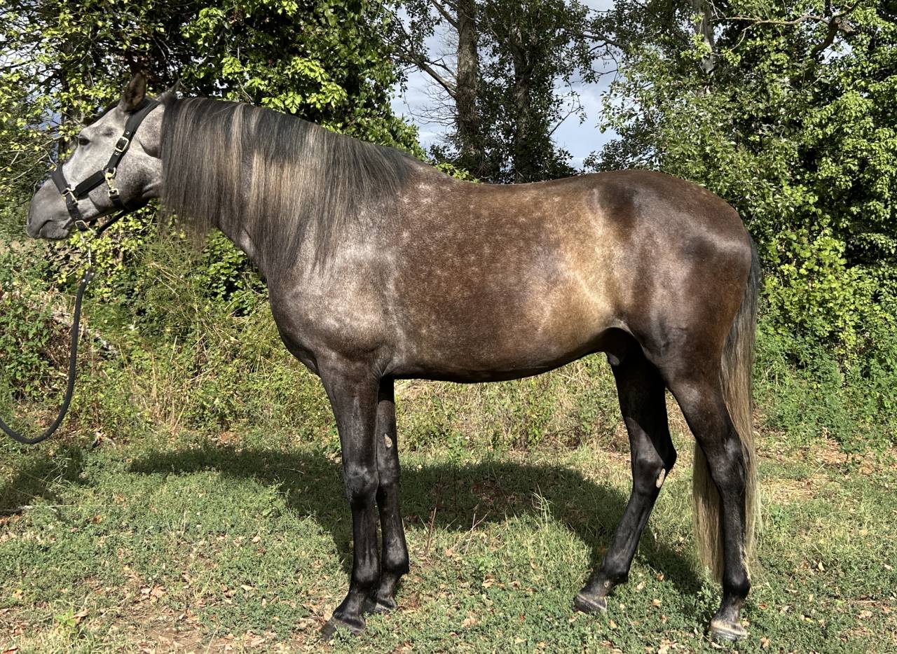 Hongre PRE 5 ans - transport possible