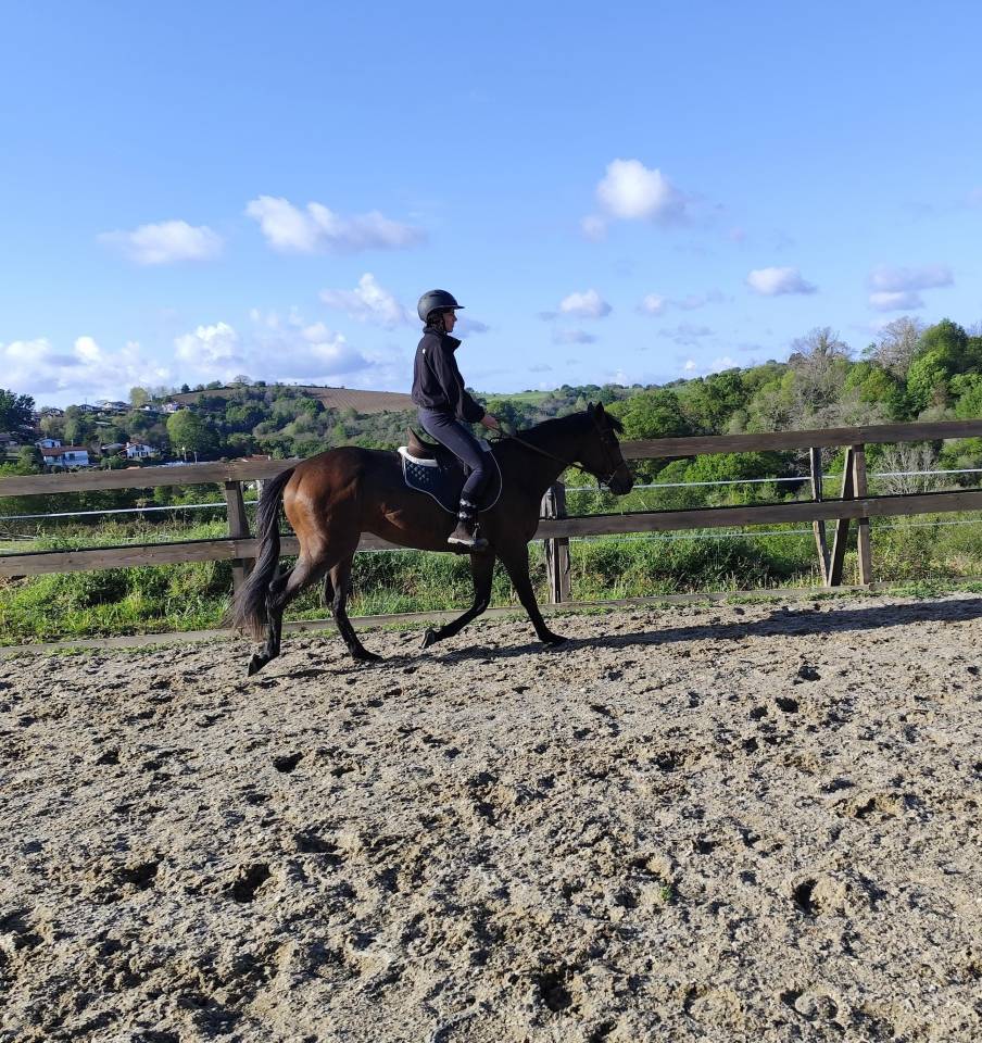 A vendre petit cheval 