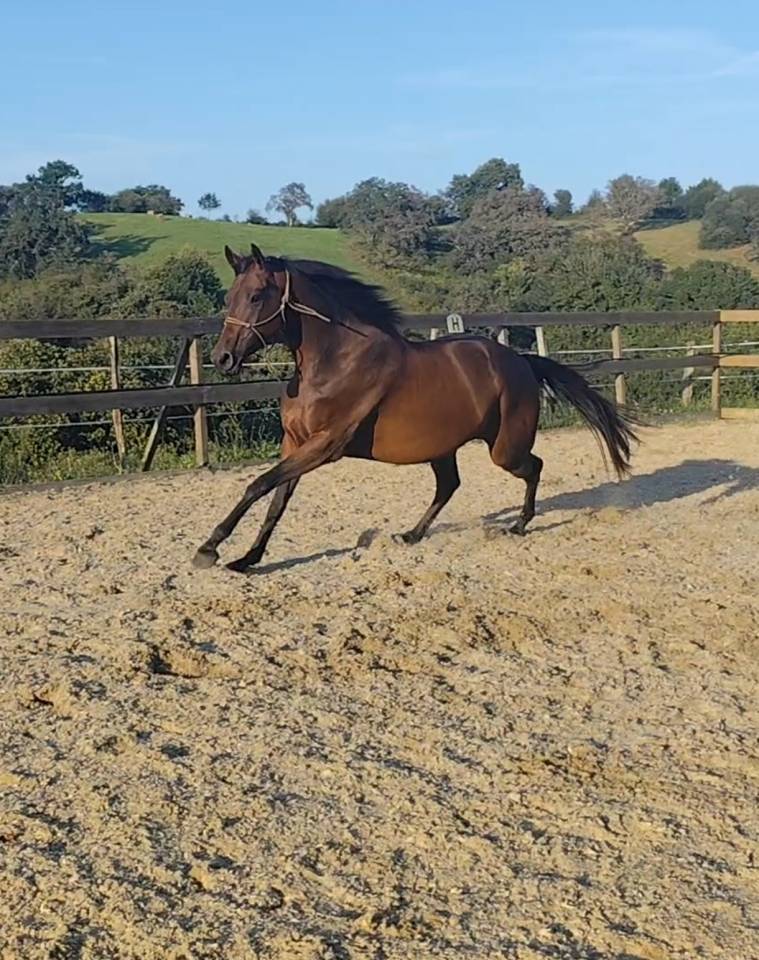 A vendre petit cheval 