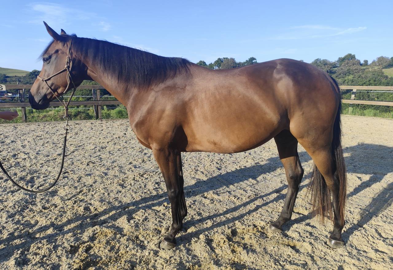 A vendre petit cheval 