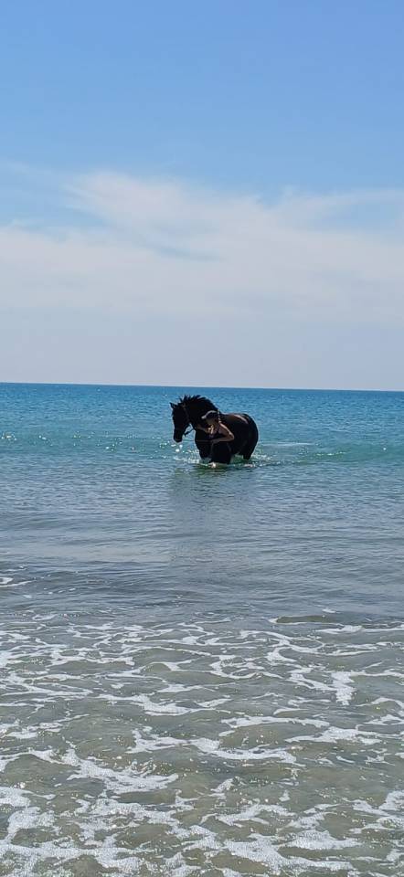 Jument de sport KWPN