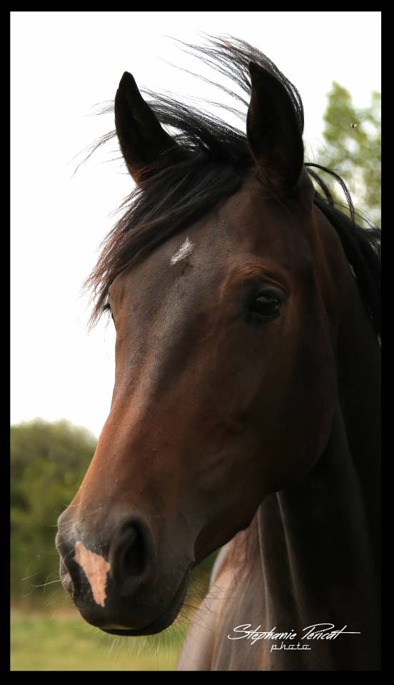 Jument de sport KWPN