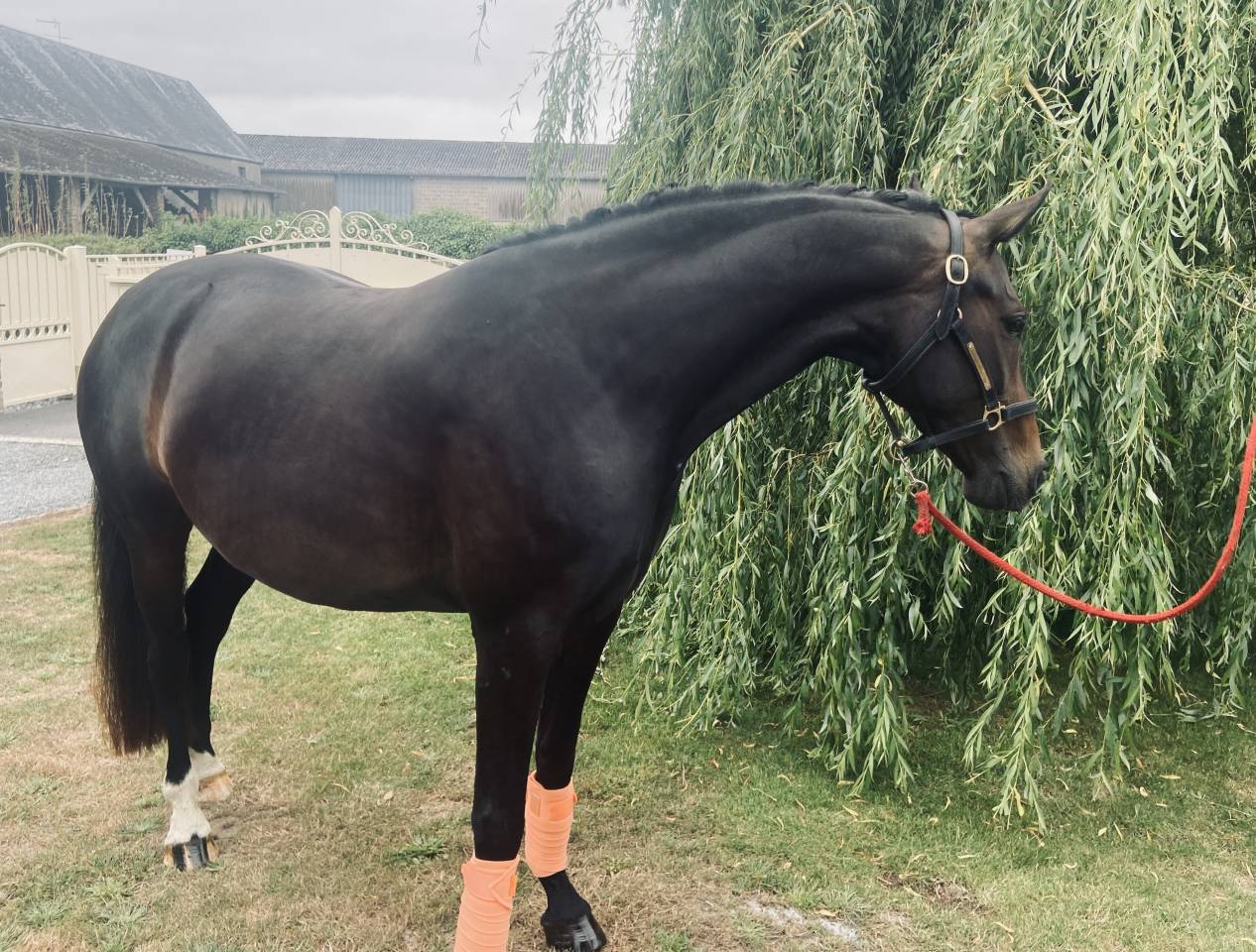 Jument de sport KWPN