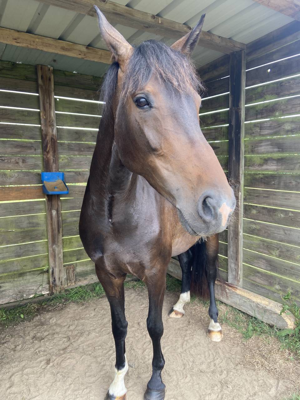 Jument de sport KWPN