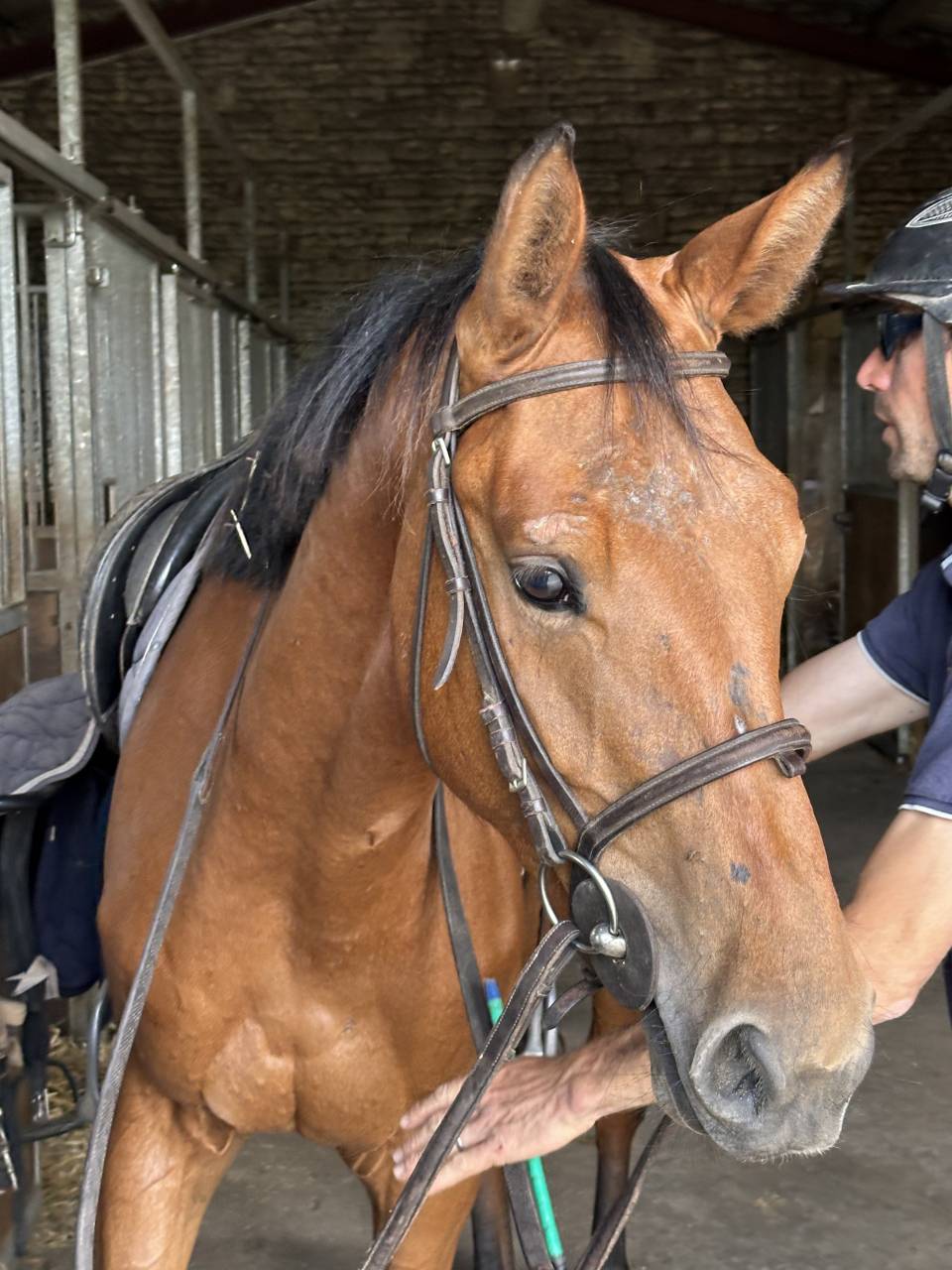 Pouliche SF 3 ans à vendre 
