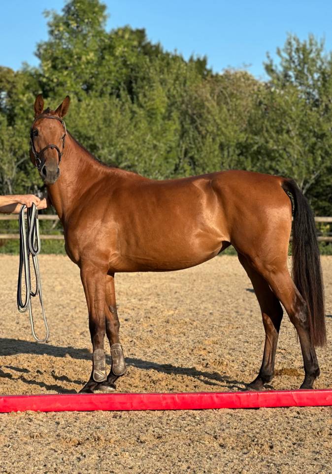 Pouliche SF 3 ans à vendre 