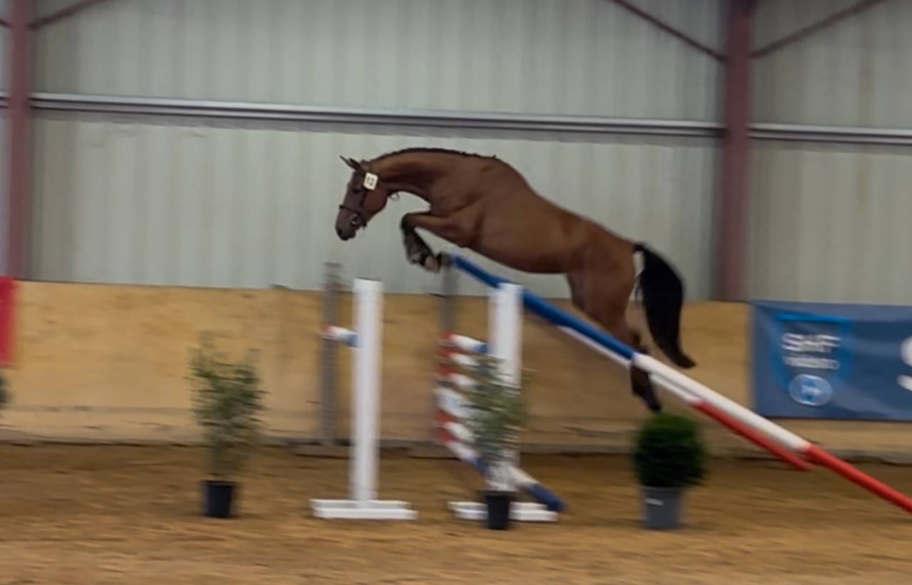 Pouliche SF 3 ans à vendre 