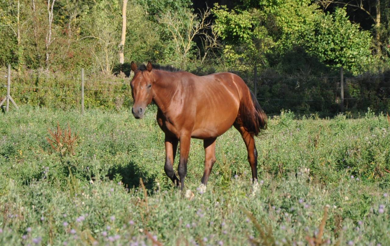 Poulain mâle de 2 ans Selle français 