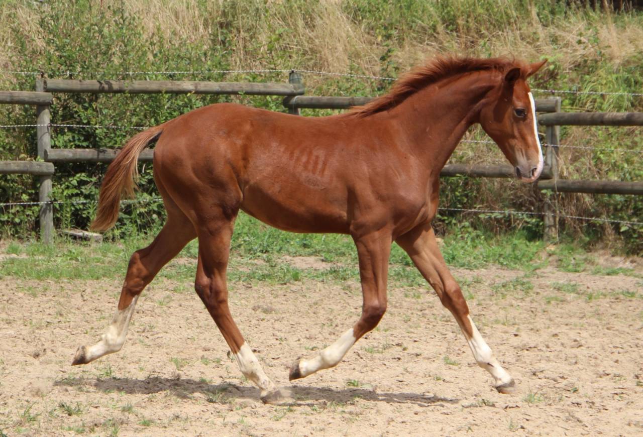 Vente Poulqin SF 6 mois
