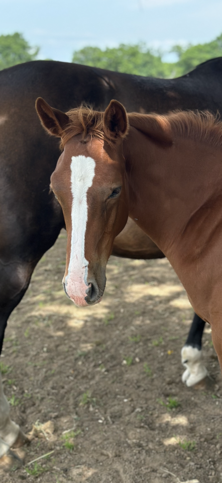 Vente Poulain SF 6 mois