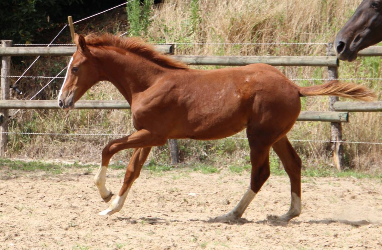 Vente Poulain SF 6 mois