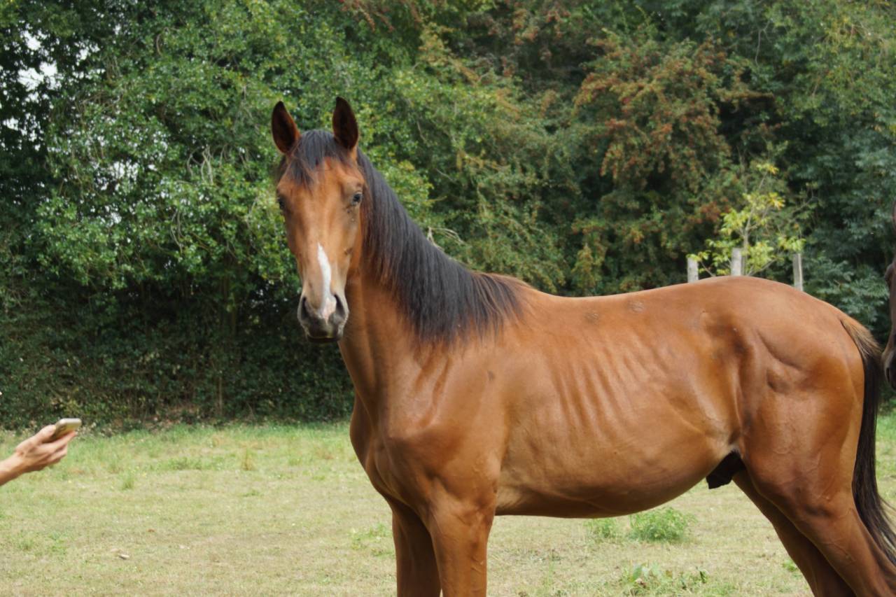 Mâle 2024 par Coros 3 (Cornet Obolensky)