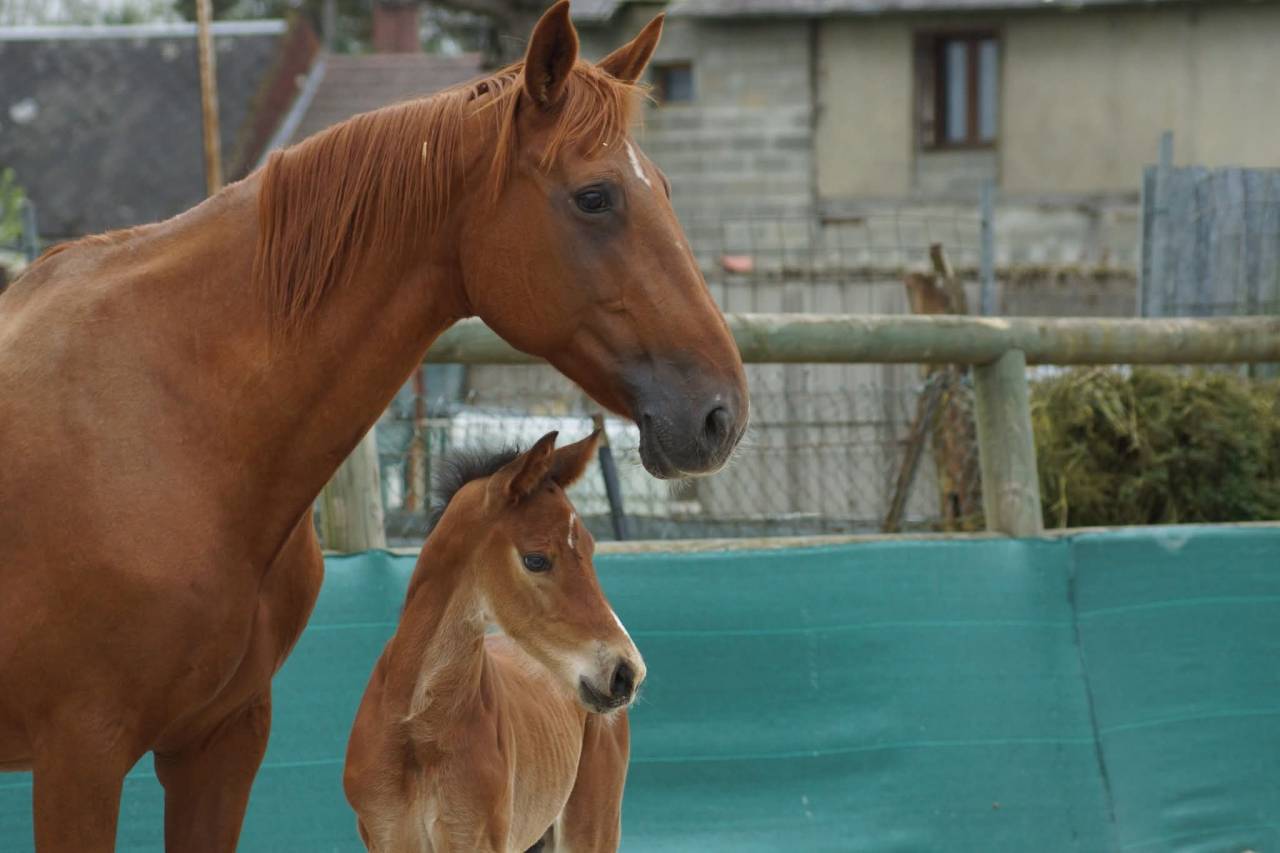 Mâle 2024 par Coros 3 (Cornet Obolensky)