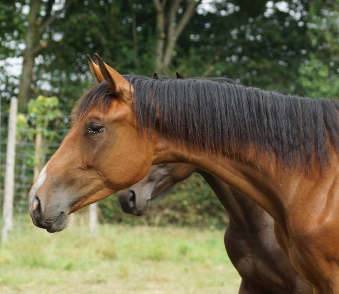 Mâle 2024 par Coros 3 (Cornet Obolensky)