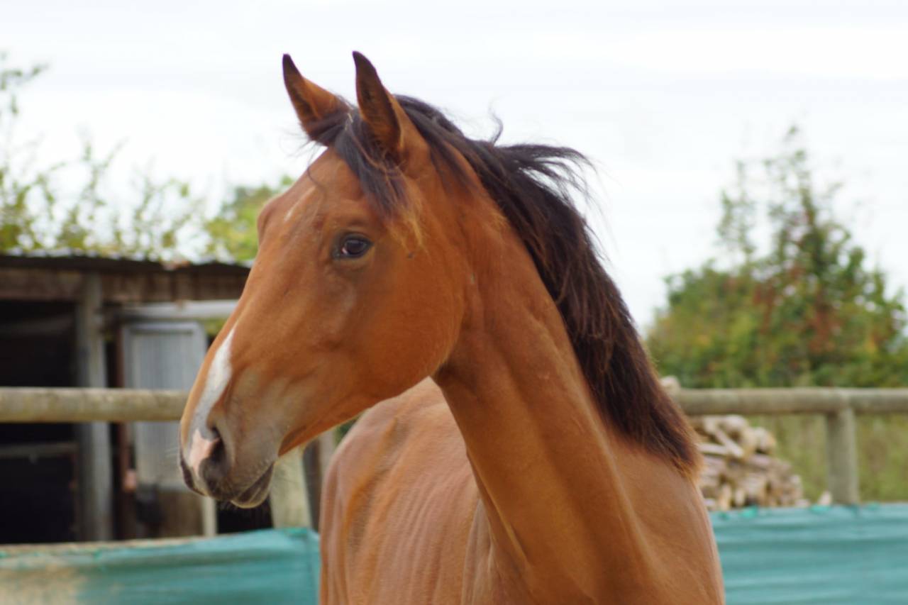 Mâle 2024 par Coros 3 (Cornet Obolensky)