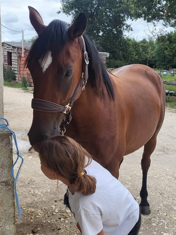 Jument de 4 ans a vendre